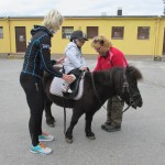 poni